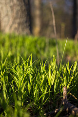 grass in the morning