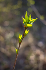 leaves in spring