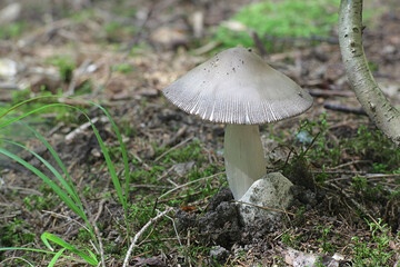 Amanita battarrae, a species of ringless amanita, wild mushroom from Finland