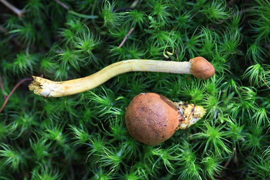 Tolypocladium capitatum, known as the Drumstick Truffleclub parasitic on Elaphomyces muricatus, known as Deer Truffle, wild fungi from Finland