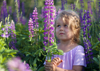 little pretty girl with curly blondy hairs among high purple lupine flowers - is looking at flower, summer portrait and summer mood on holidays