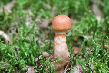 Cortinarius armillatus, known as the red-banded cortinarius, wild mushroom from Finland