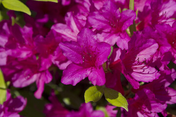 Obraz na płótnie Canvas close-up pink royal azalea blossoms