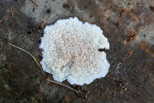 Phlebia rufa, also called Merulius rufus, a crust fungus from Finland with no common english name