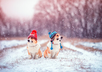 two funny Corgi dogs in warm knitted hats sit in a winter Park under the falling snow
