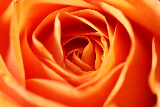Macro photograph of an orange rose in bloom
