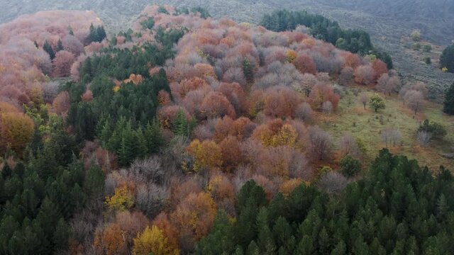 Scenic aerial shoot of autumn on Etna volcano in Sicily, Italy. Birches, secular oaks, holm oaks, turkey oaks, beeches and maples with typical autumn colors with lava flows.
