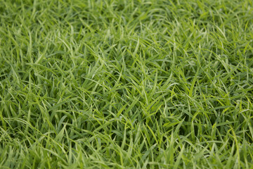 spring season abstract natural background of green rice farm close up with water drop . grass with water drops . 