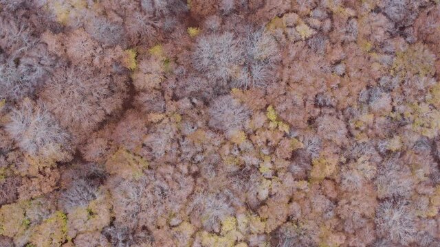 Scenic aerial shoot of autumn on Etna volcano in Sicily, Italy. Birches, secular oaks, holm oaks, turkey oaks, beeches and maples with typical autumn colors with lava flows.