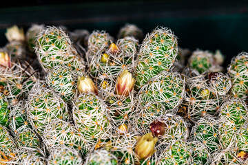 Cactus 