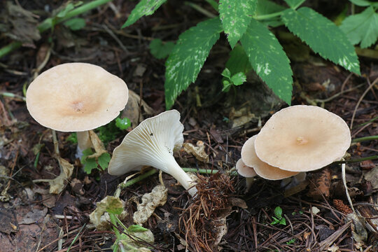 Infundibulicybe gibba, also called Clitocybe gibba, known as common funnel, wild mushroom from Finland