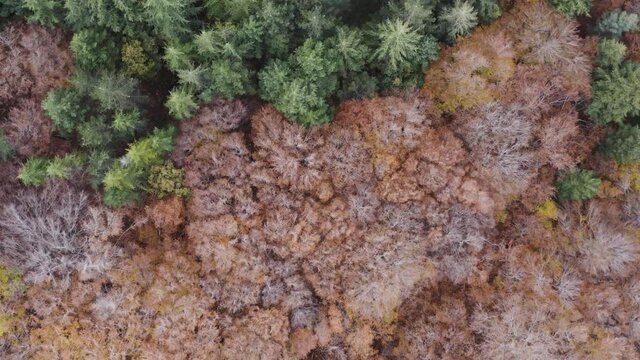 Scenic aerial shoot of autumn on Etna volcano in Sicily, Italy. Birches, secular oaks, holm oaks, turkey oaks, beeches and maples with typical autumn colors with lava flows.