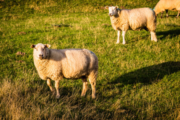Sheep on a dyke at the peninsula of Nordstrand in Schleswig-Holstein, Germany