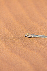 Namib Sand Snake (Psammophis namibensis), Swakopmund, Erongo Region, Namibia, Africa