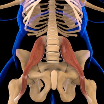 Psoas Major Muscle Anatomy For Medical Concept 3D Illustration