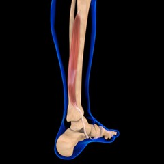Flexor Digitorum Longus Muscle Anatomy For Medical Concept 3D Illustration