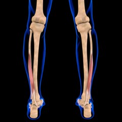 Flexor Hallucis Longus Muscle Anatomy For Medical Concept 3D Illustration