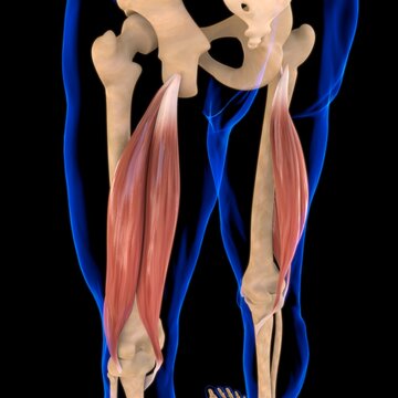 Biceps Femoris Muscle Anatomy For Medical Concept 3D Illustration