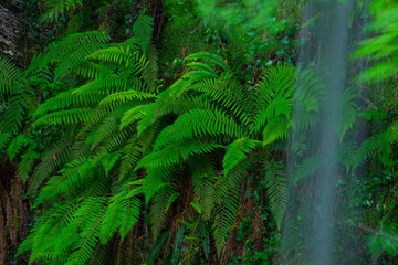 Naklejka na ściany i meble Ferns, Lamiña waterfall, Lamiña, Saja Besaya Natural Park, Cantabria, Spain, Europe