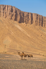 Ccamels In The Rocky Sahara Desert