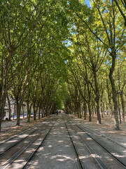 
Gallery of trees in Dax. France