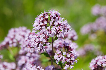 Blooming marjoram (oregano) in summer on the garden field macro close up