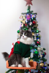 Fototapeta na wymiar Domestic medium hair kitten wearing Christmas outfit as Santa costume on Christmas tree background.