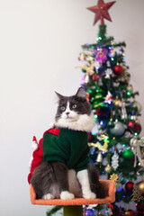 Domestic medium hair kitten wearing Christmas outfit as Santa costume on Christmas tree background.