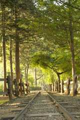railway line passing through the summer forest at Nami Island
