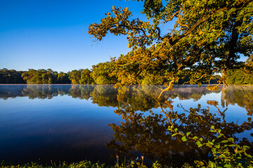 Tree reflection at sunrise in a park in Munich, Bavaria, Germany
