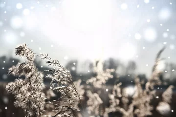 Winter. Schöne Landschaft. Teilweise unscharfer natürlicher Hintergrund mit Pampasgras im Freien in hellen Pastellfarben und Schnee. Trockenes Schilf im Boho-Stil © ElenaEmiliya