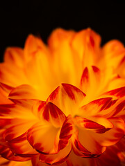 Fototapeta na wymiar macro of a dahlia flower, orange-red petals on a black background
