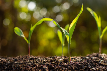 Corn seedlings are growing from fertile ground.