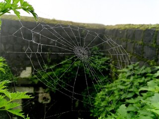 Spider's web after Rain