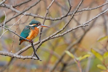 枝の上で休憩しているカワセミ