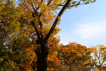 紅葉 美しい 葉っぱ オレンジ 夕暮れ  明るい 