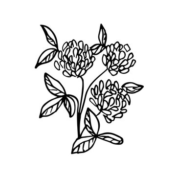 Doodle illustration of a clover bouquet on a white background