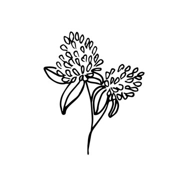 Doodle illustration of clover flowers on a white background