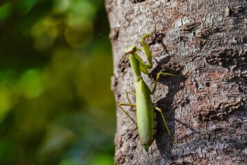 木を登る晩秋のカマキリ