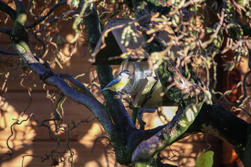 a blue tit (Cyanistes caeruleus) on a food jar