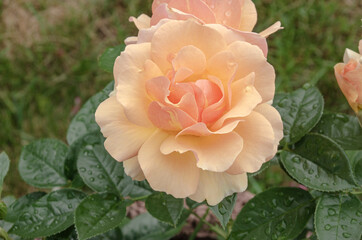 Rosa Rose mit Wassertropfen fuf den Bl&auml;ttern