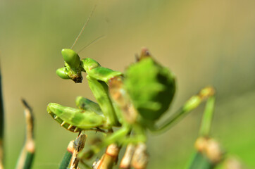 praying mantis