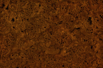 Beautiful abstract dark brown burly maple wood