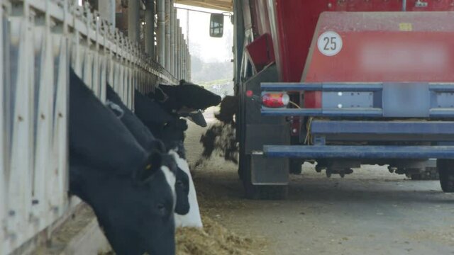Cow feeding with a Self-propelled TMR mixer in a dairy farm