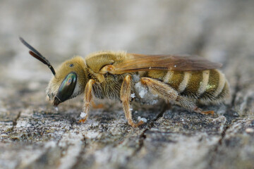 Halictus subauratus, Rousson < Gard
