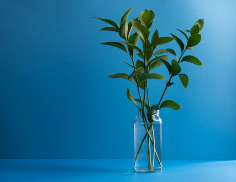 Decorative greenery a sprig of ruskus in a glass jar on a blue background. Concept for design design and postcards with space for text. Horizontal orientation, no people, copy space