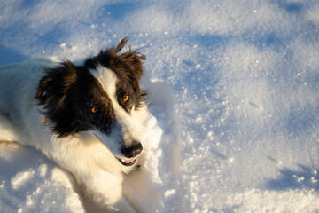 white dog having fun in fresh snow winter fun with pets