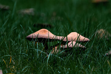 Pilze wie kleine Dörfer