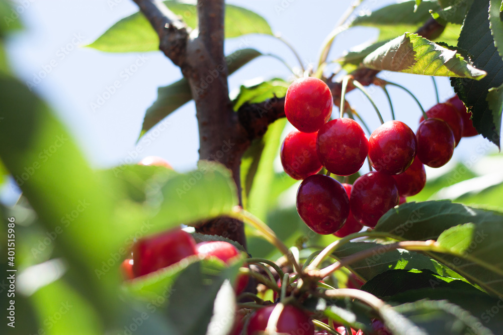 Wall mural red ripe cherries hanging from a cherry tree branch with green bokeh out of focus background from na