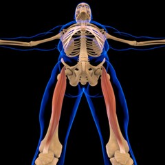 Rectus Femoris Muscle Anatomy For Medical Concept 3D Illustration